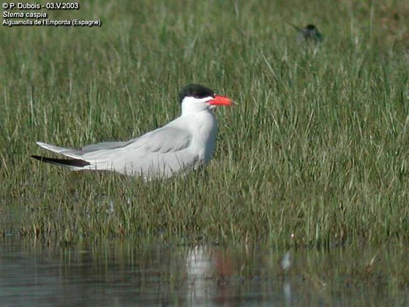 Caspian Tern