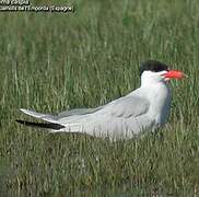 Caspian Tern