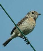 European Stonechat