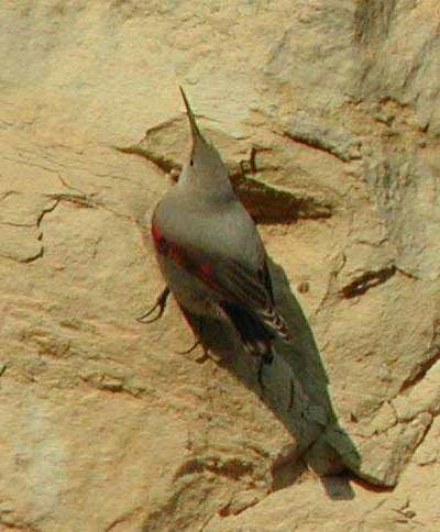 Wallcreeper