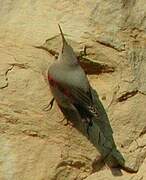 Wallcreeper