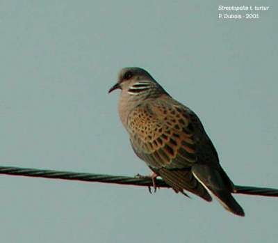 European Turtle Dove