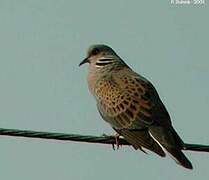 European Turtle Dove