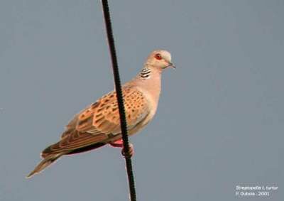 European Turtle Dove