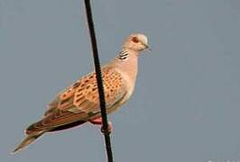 European Turtle Dove