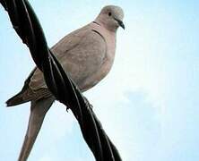 Eurasian Collared Dove