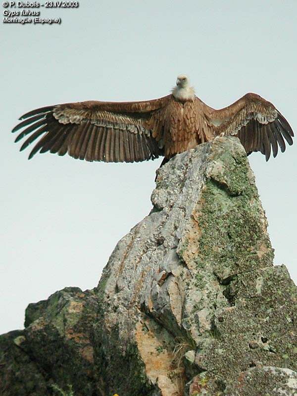 Griffon Vulture