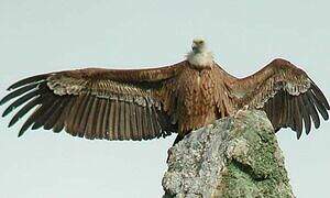 Griffon Vulture