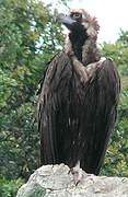 Cinereous Vulture