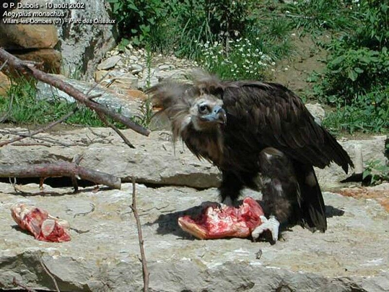 Cinereous Vulture