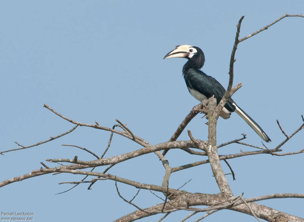 Oriental Pied Hornbill female adult, identification