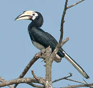 Oriental Pied Hornbill