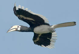 Oriental Pied Hornbill