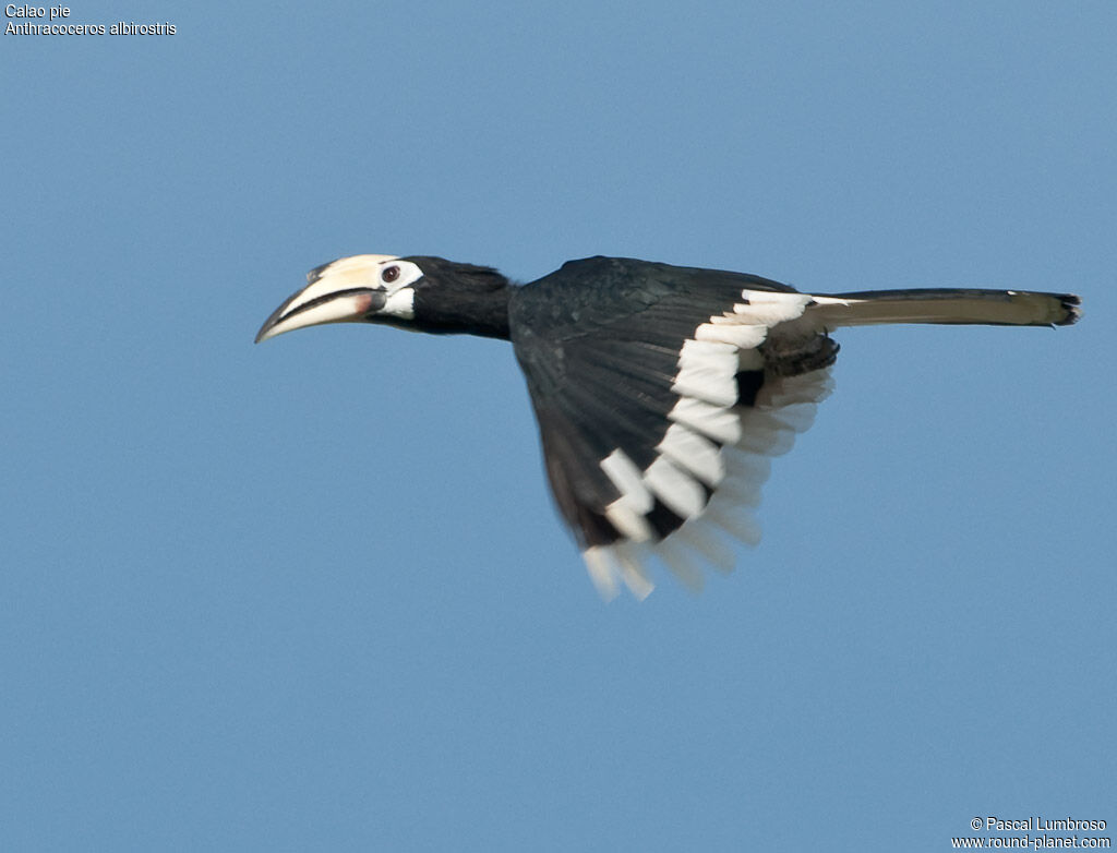 Oriental Pied Hornbill, Flight