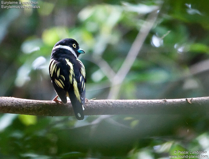 Black-and-yellow Broadbill, identification