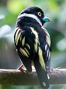 Black-and-yellow Broadbill