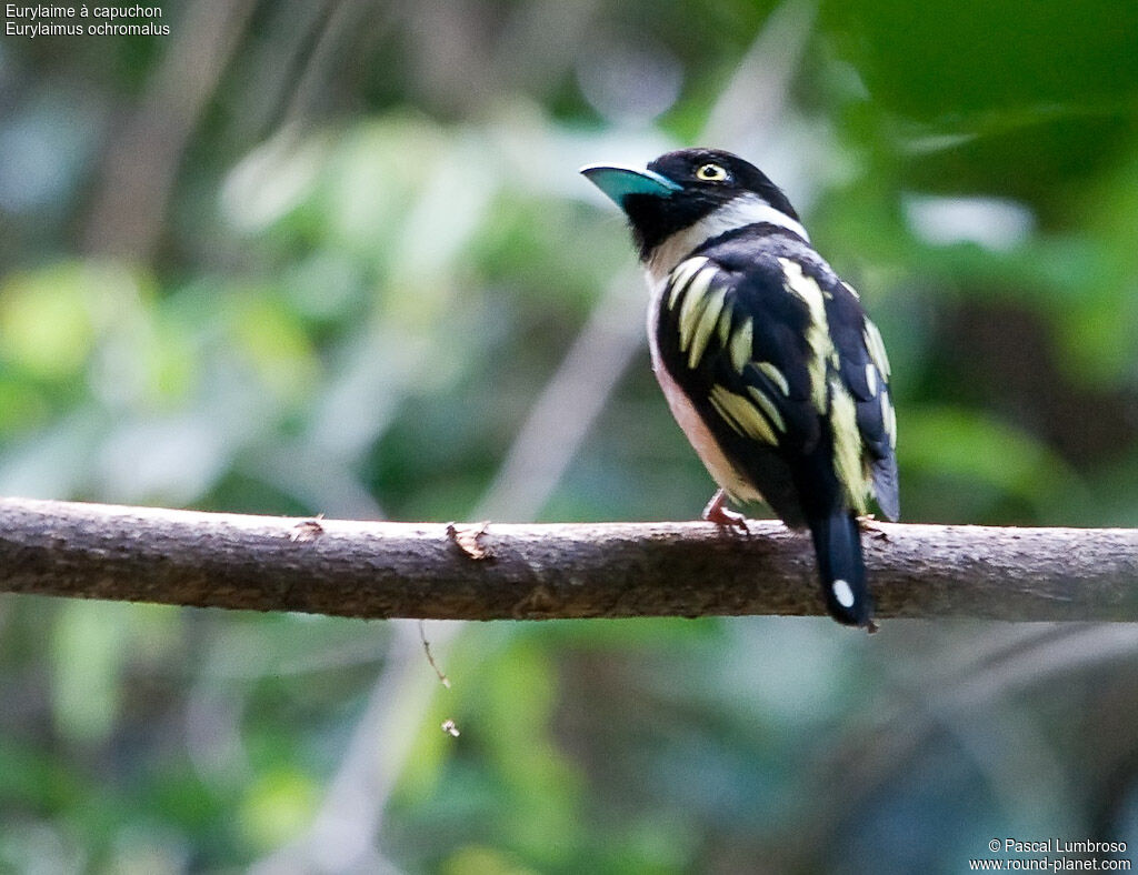 Black-and-yellow Broadbill, identification