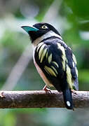 Black-and-yellow Broadbill