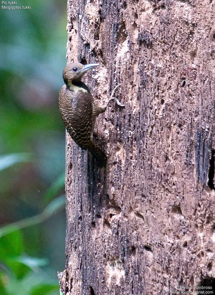 Pic tukki, identification