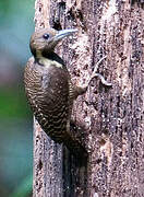 Buff-necked Woodpecker