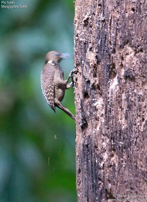 Buff-necked Woodpecker, Behaviour