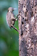 Buff-necked Woodpecker