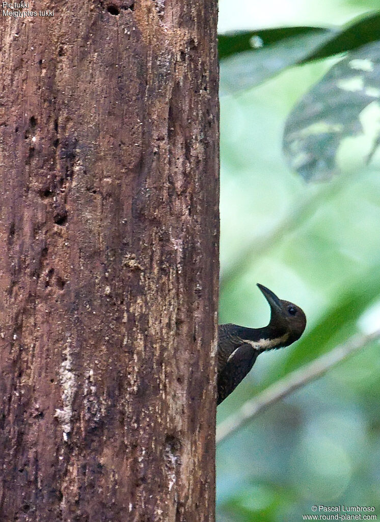 Buff-necked Woodpecker