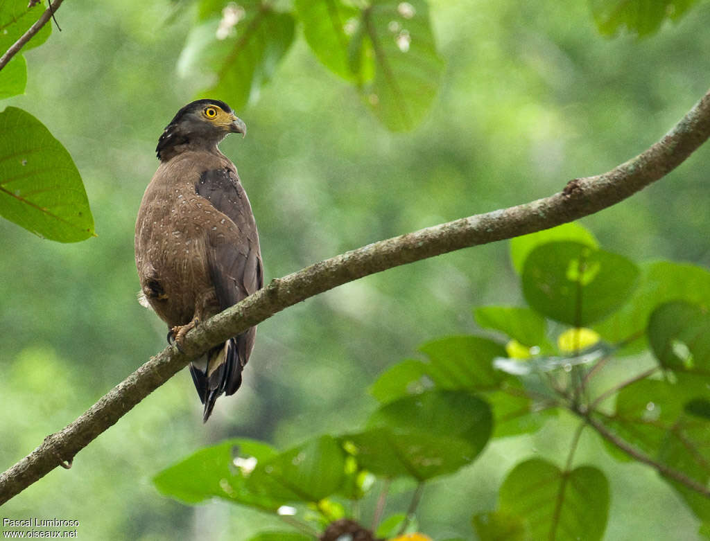 Serpentaire bachaadulte, identification