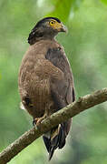 Crested Serpent Eagle