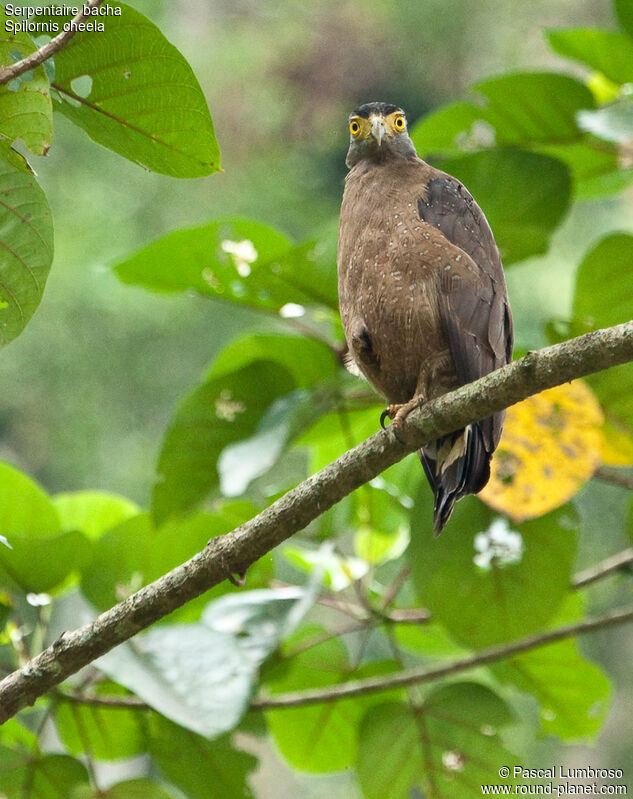 Crested Serpent Eagle, identification