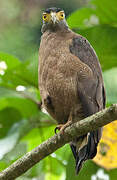 Crested Serpent Eagle