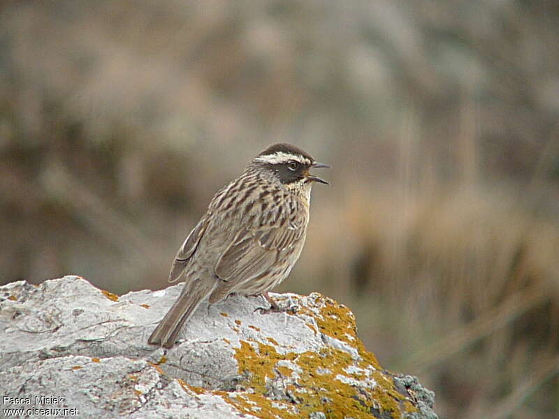 Radde's Accentoradult, identification