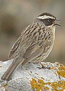 Radde's Accentor