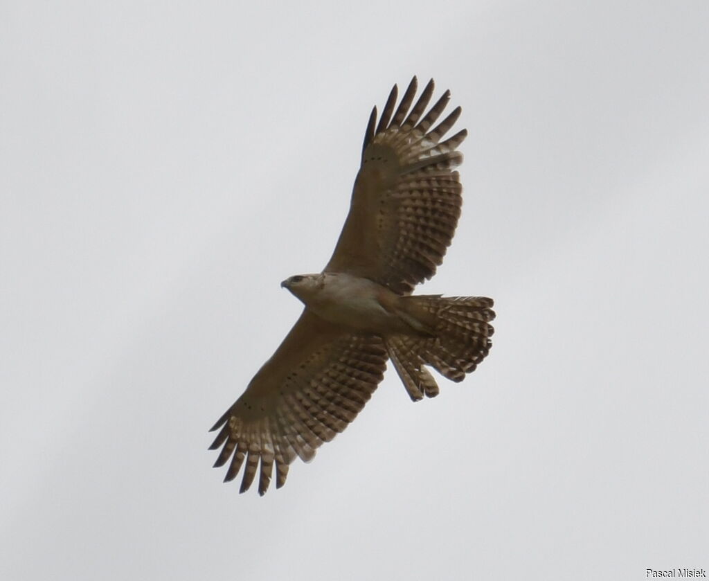 Aigle montagnard, identification