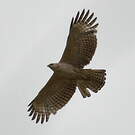 Aigle montagnard