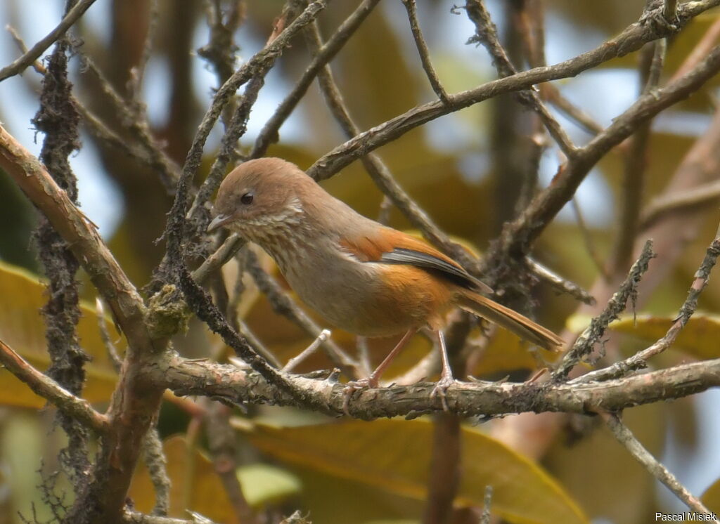 Brown-throated Fulvetta, identification