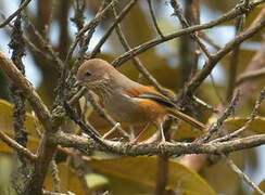 Brown-throated Fulvetta