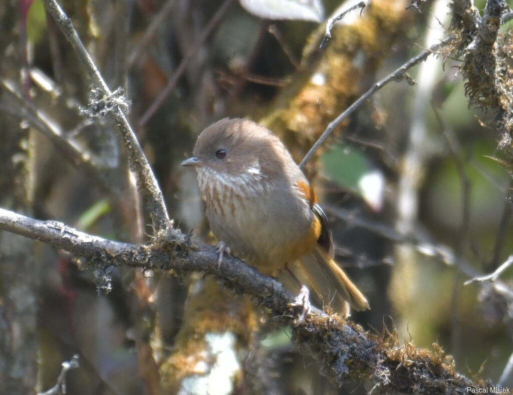 Brown-throated Fulvetta, identification, close-up portrait