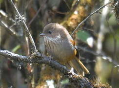 Brown-throated Fulvetta