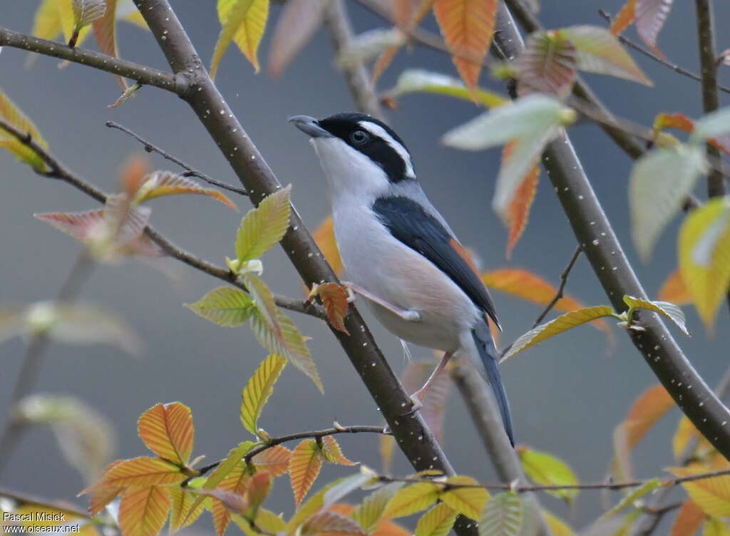 White-browed Shrike-babbler male adult, identification