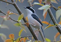 Blyth's Shrike-babbler