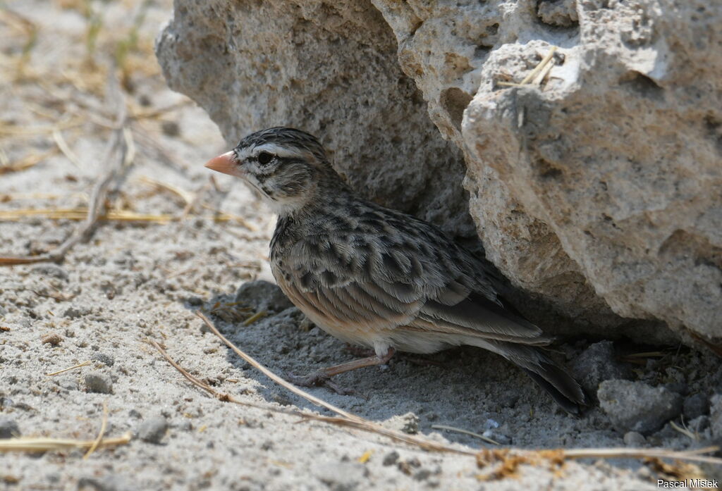 Pink-billed Lark