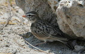 Pink-billed Lark