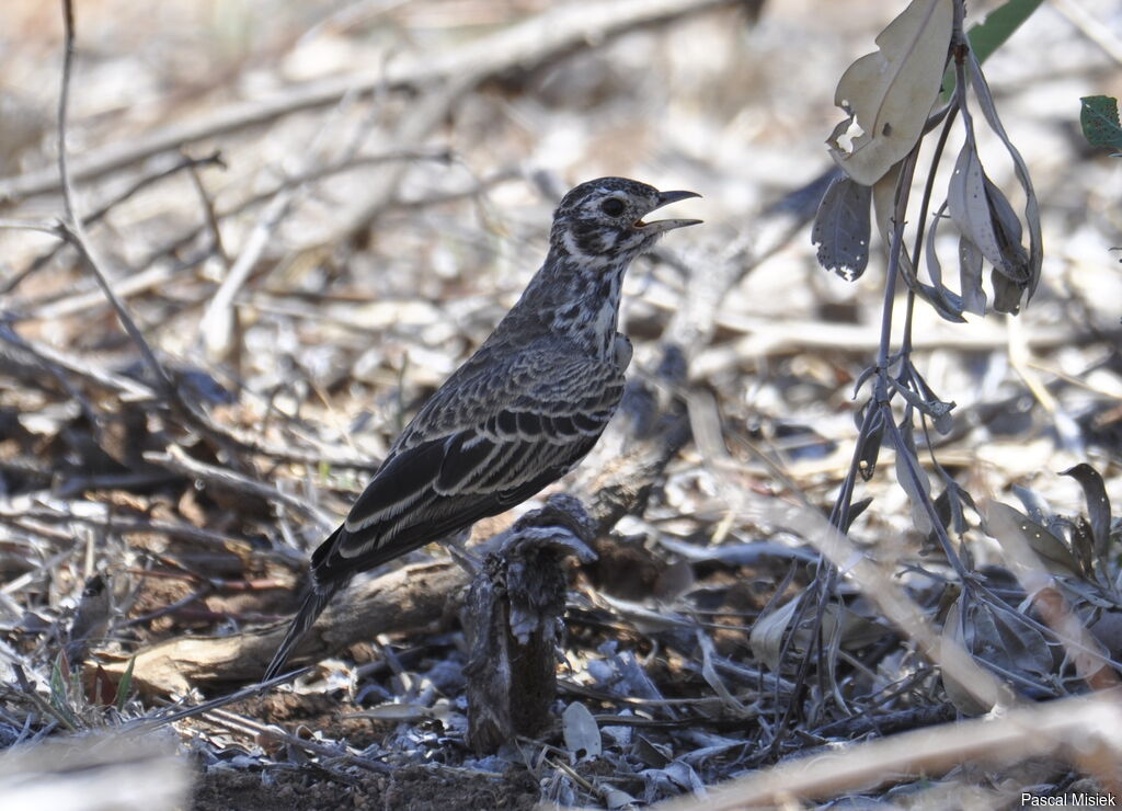 Dusky Lark