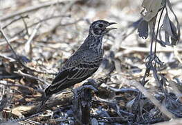 Dusky Lark