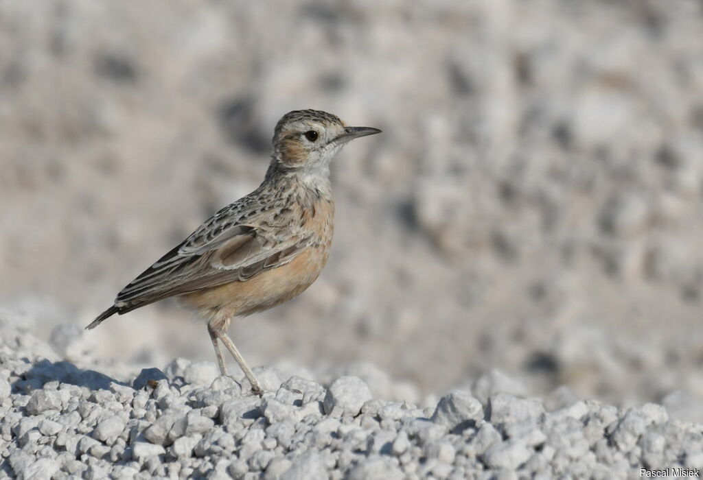 Spike-heeled Lark