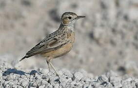 Spike-heeled Lark