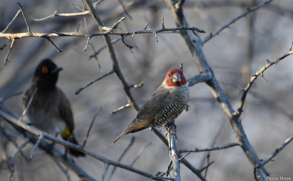 Red-headed Finch