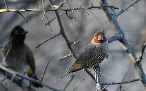 Red-headed Finch