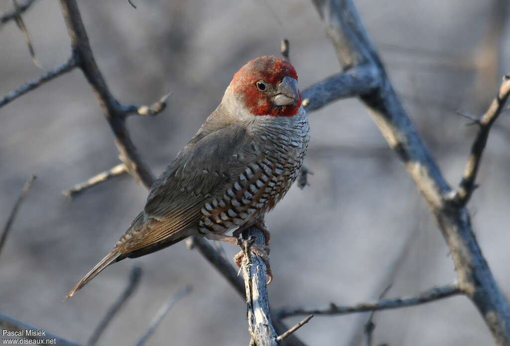 Red-headed Finch male adult